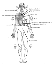 Lymph Human